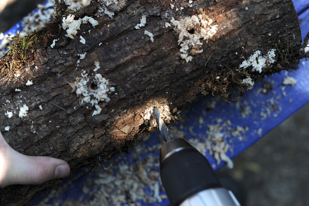 Drilling hole sinto log for mushroom inoculation