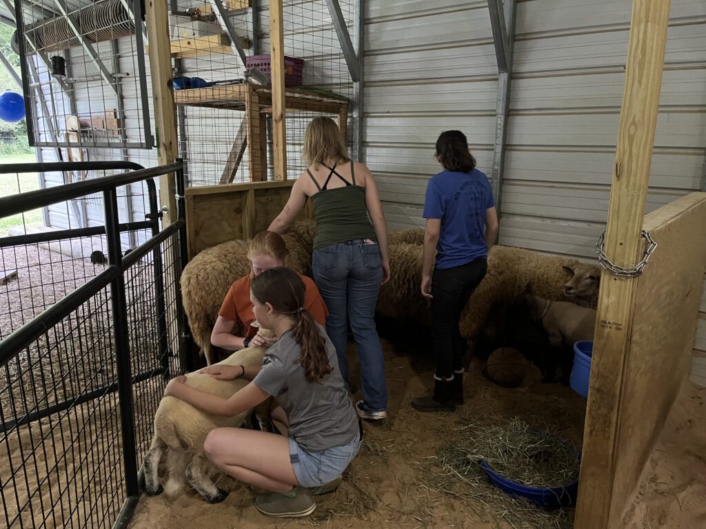 Children pet sheep in a covered barn.