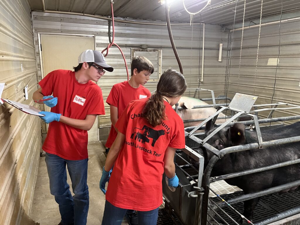 Members of the Youth Livestock team inspect pigs.