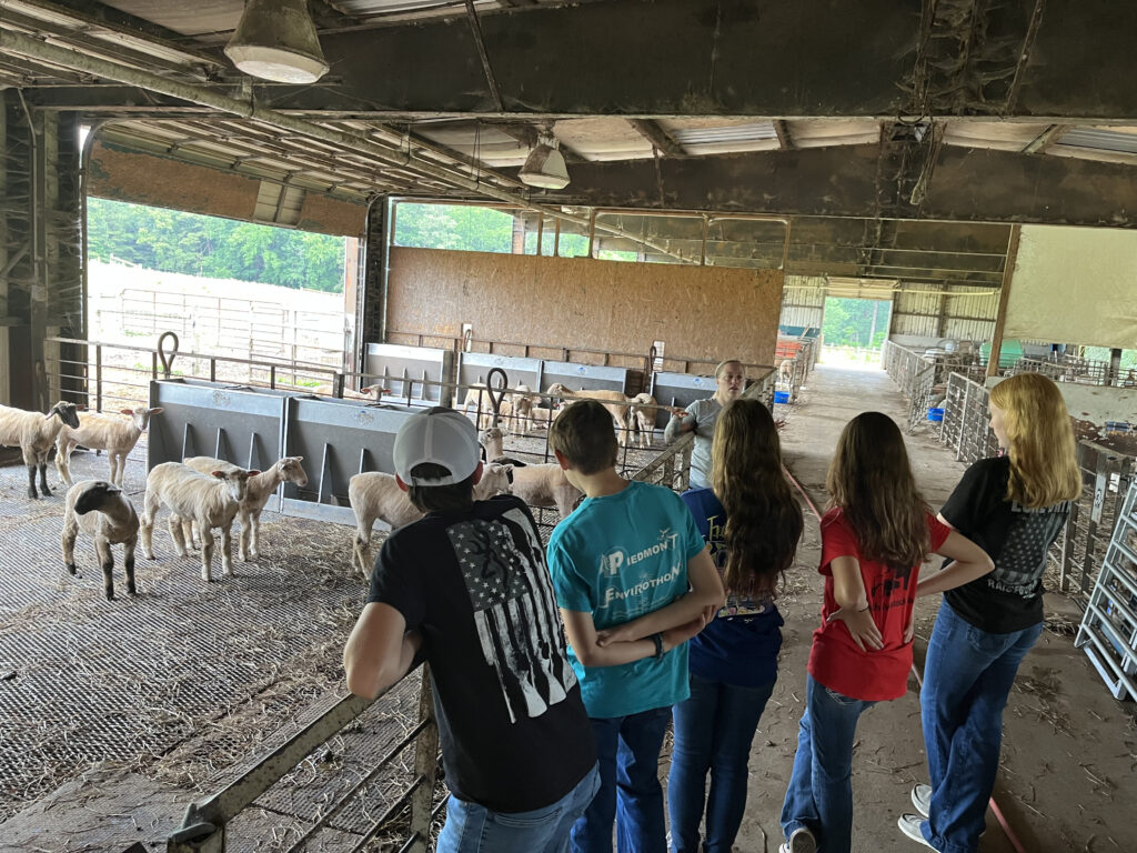 A group of teenagers look at sheep inside of a paddock. 
