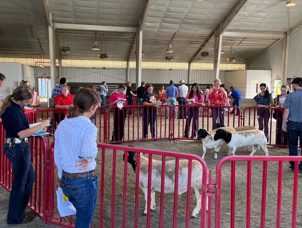 Youths gather around a temporary pen to judge the sheep contained within.