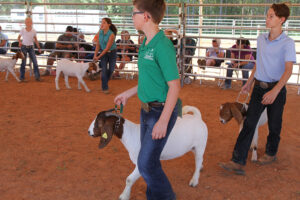 A group of youths lead goats in a circle.