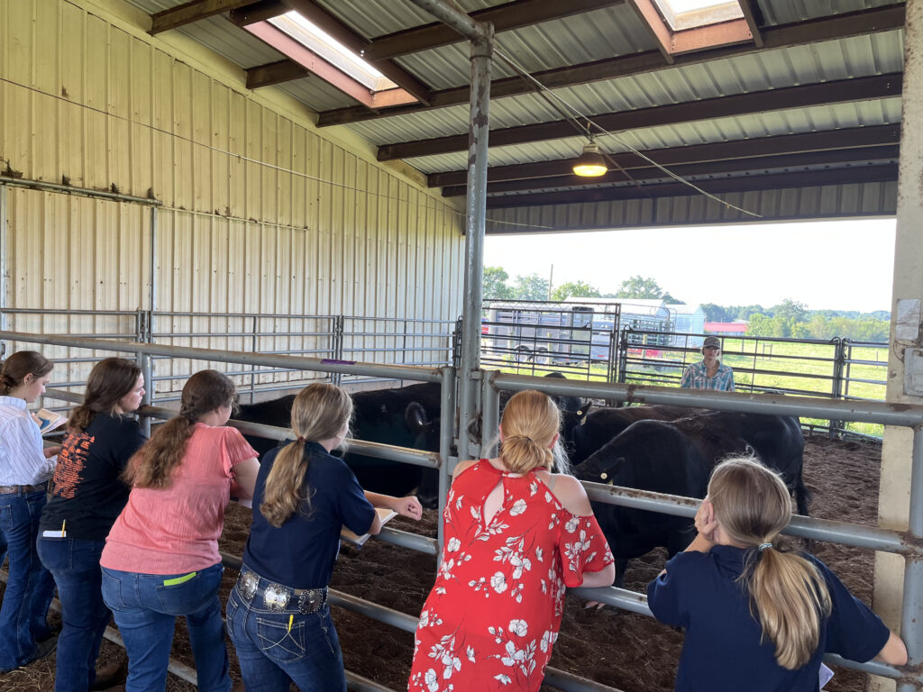 Youths lean on a pen inspecting a few cows. 