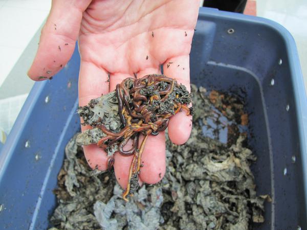 worm composting bin