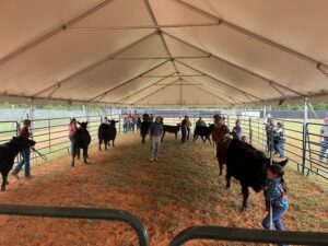 Cover photo for Chatham 4-H Livestock Show Results | Sept. 10, 2022