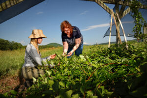 Two women working in a garden.