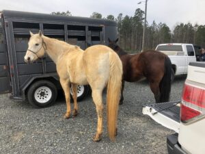 Cover photo for 2023 Chatham County Horse Health Clinic