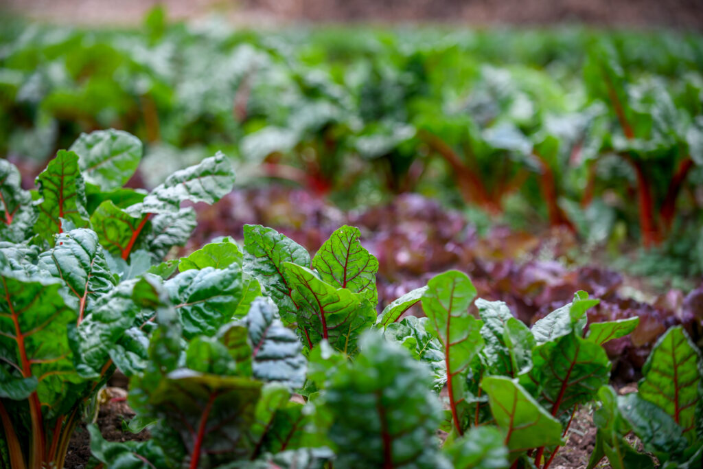 A green leafy plant in rows.