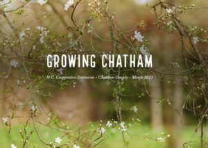Cover photo for Your Lucky Charm Has Arrived! Growing Chatham the March 2023 Edition