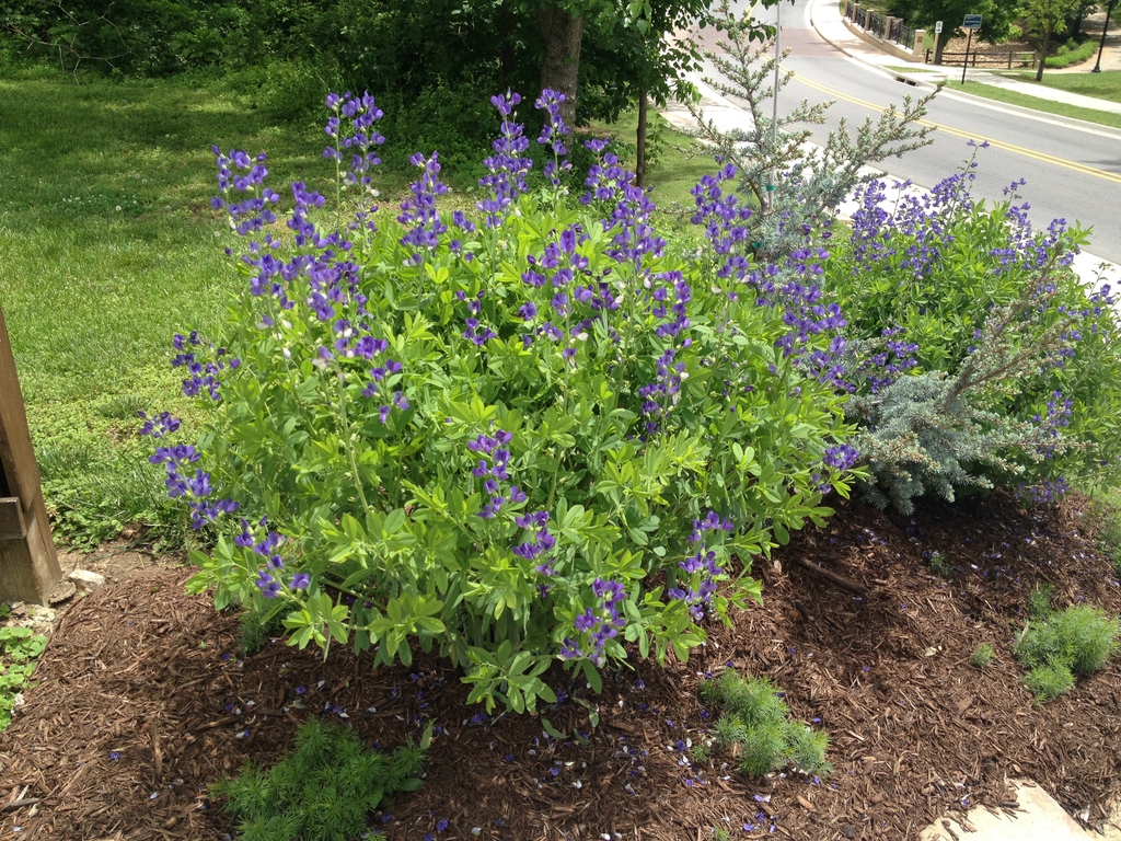 Short bush with tall purple flowers.
