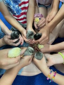 Cover photo for 4-H Embryology Program Concludes in Chatham Classrooms