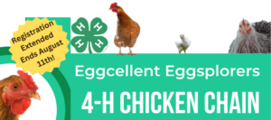 Cover photo for Eggcellent Eggsplorers  4-H Chicken Chain Registration Extended