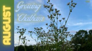 Cover photo for August Is Rolling in With Growing Chatham!