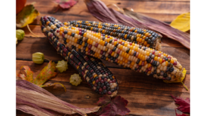 indigenous autumn corn, shucked