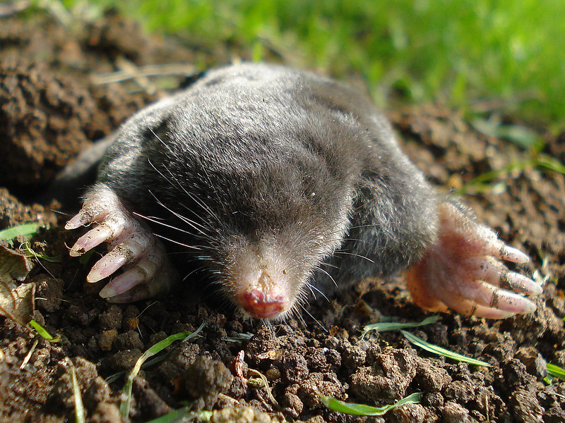 mole emerging from soil