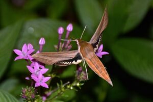 Tersa moth nectaring on Pentas flowers.