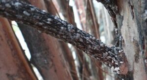 crepe myrtle bark scale