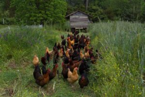 Pastured hens at Perry-winkle Farm.