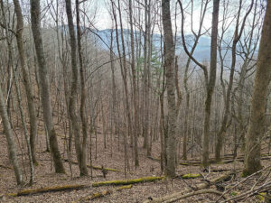 Cover photo for Avery & Mitchell Counties Forestry Field Tour