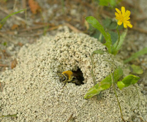 Cover photo for Ground-Nesting Bees Should Be Appreciated, Not Feared!