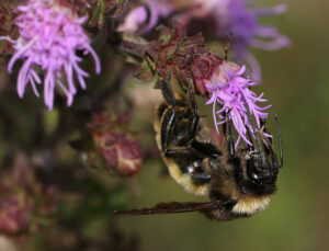 Cover photo for Register Now for April CCP Virtual Meeting About Bumble Bee Conservation