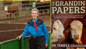 The Grandin Papers Book Cover featuring two cows