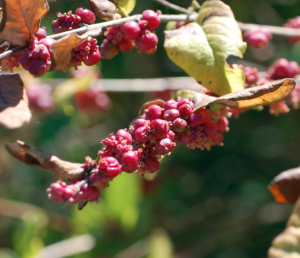 coralberry