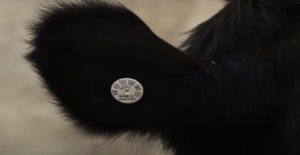 Cover photo for Cattle EID Tag Laws and Market Trends