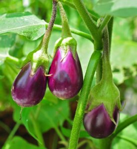 eggplant growing in garden