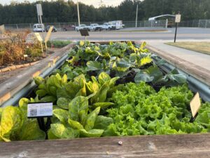demo garden veggies