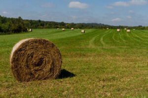 Chatham County hay field.
