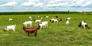 Goats grazing in field