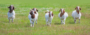Goats in field.