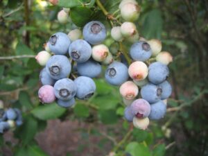 Cover photo for Blueberry Pruning Demonstration