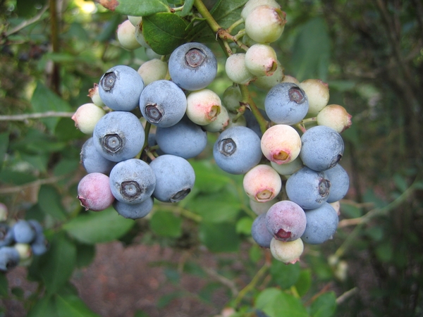 powederblue blueberries on the bush